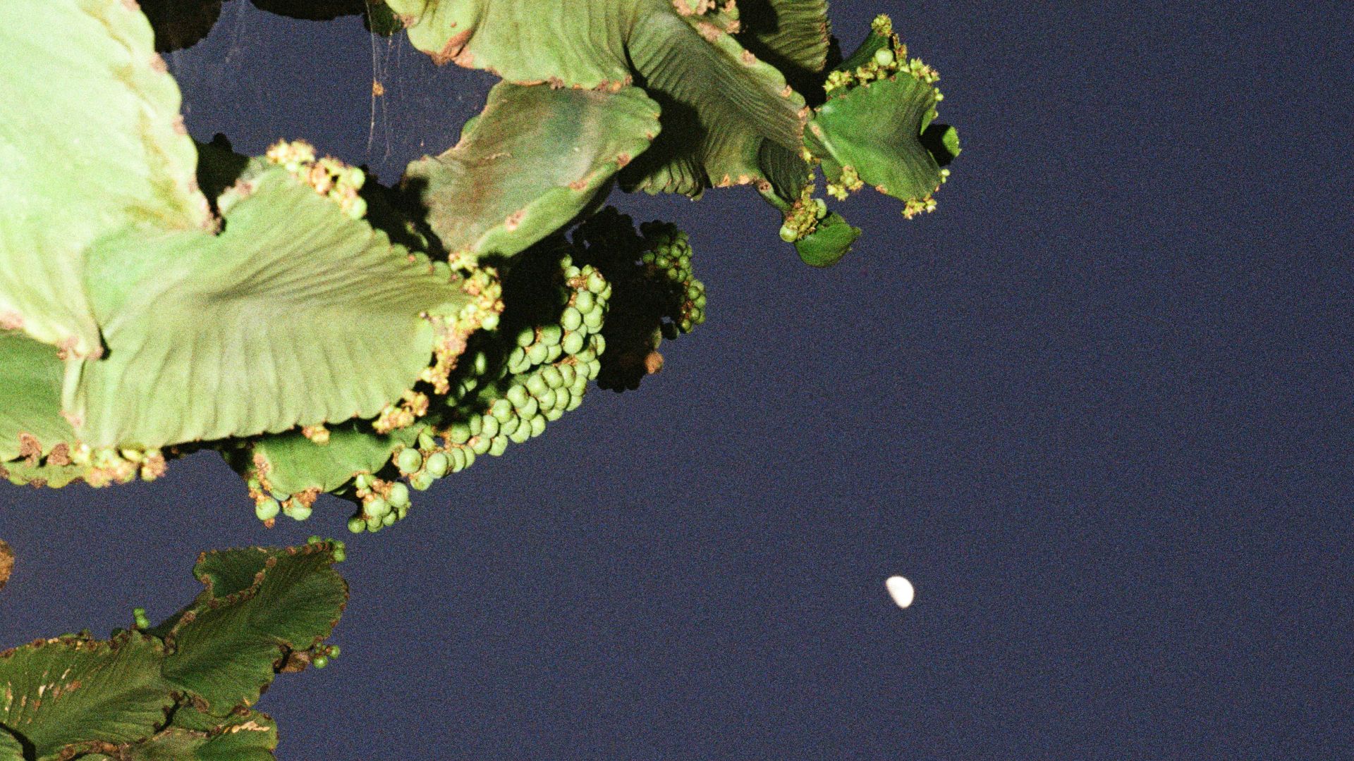 ArtScience Encounters: Stridulations by Robert Schwarz