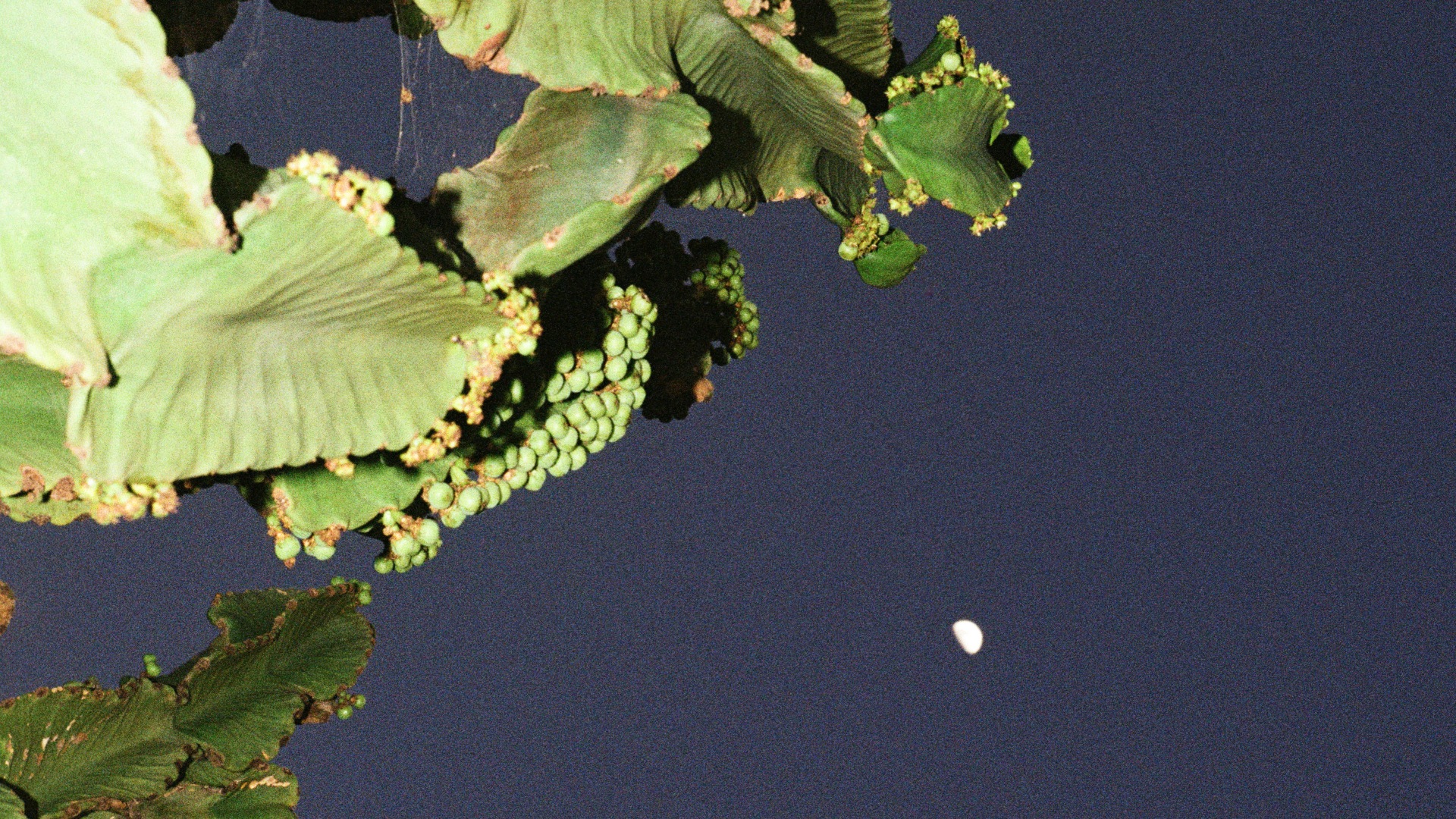 ArtScience Encounters: Stridulations by Robert Schwarz