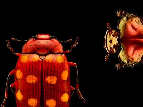 Insects: Microsculptures Magnified