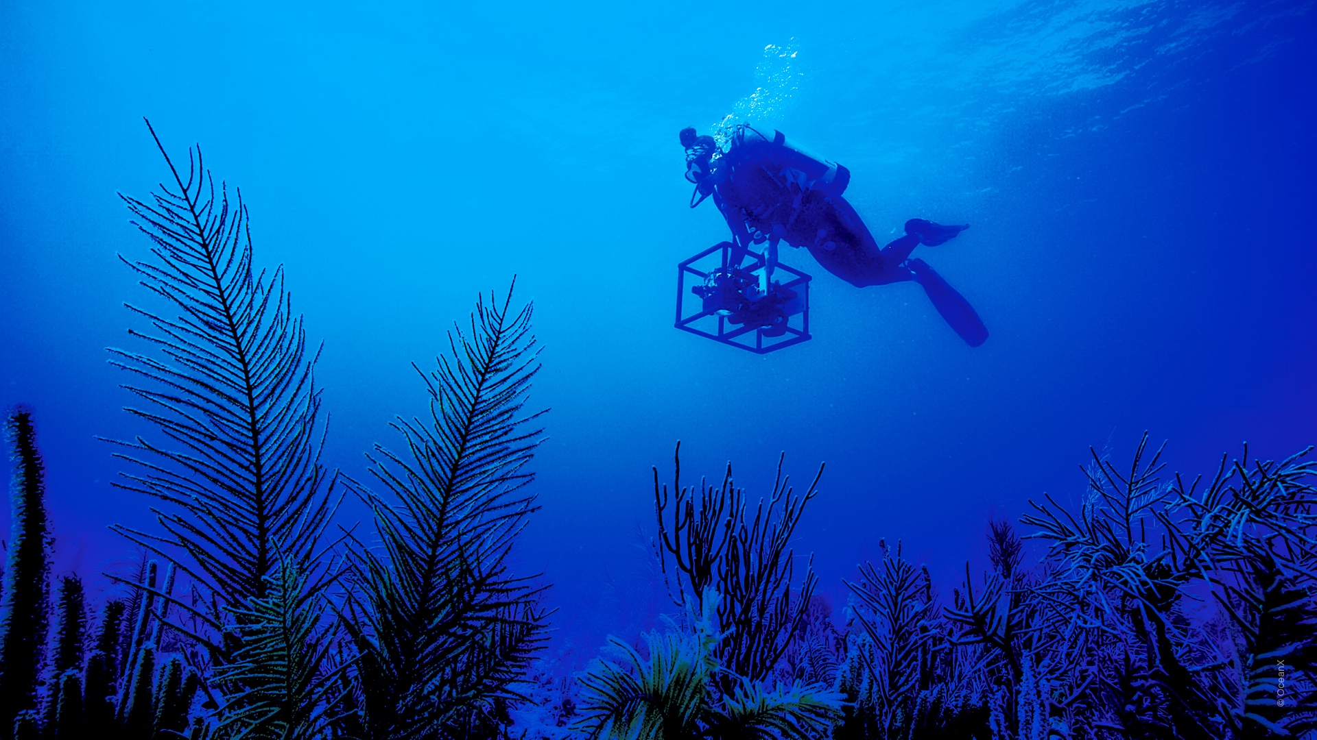 Into The Ocean(바다 속으로)