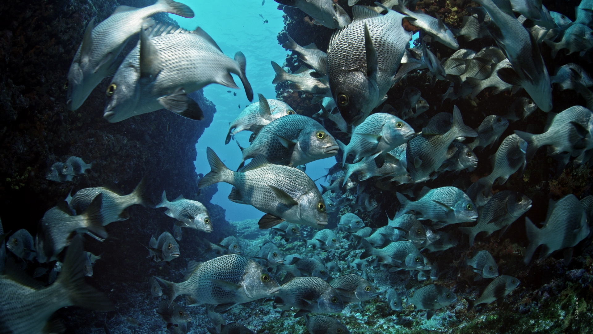 Into The Ocean(바다 속으로)