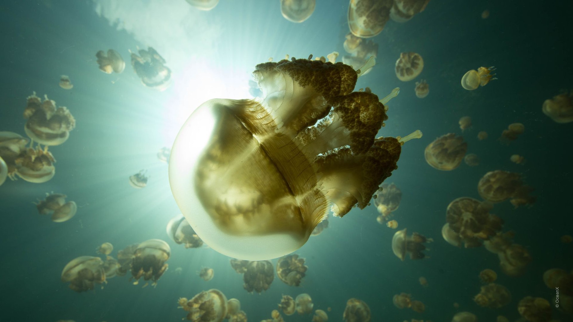 Into The Ocean(바다 속으로)