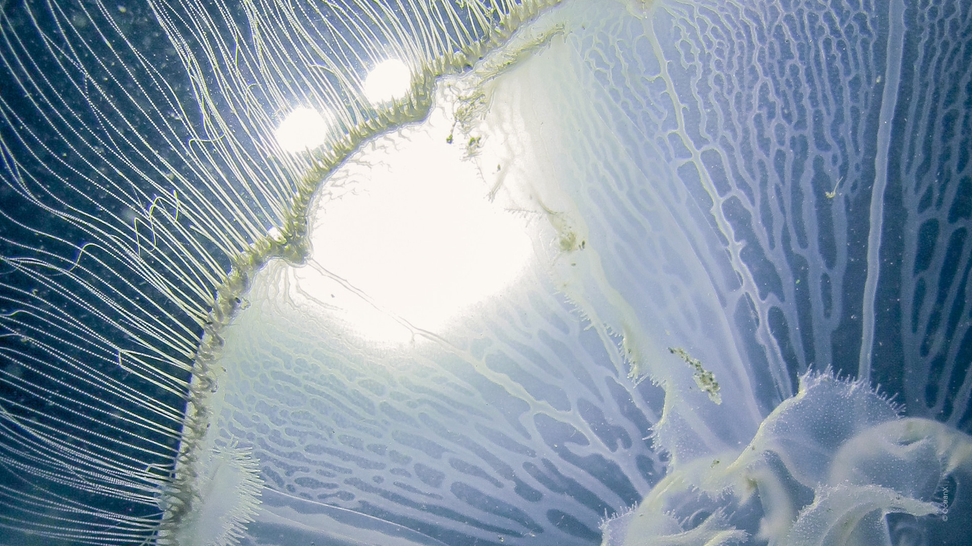 Into The Ocean(바다 속으로)