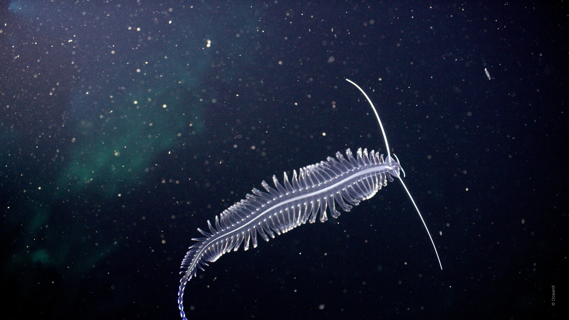 Into The Ocean(바다 속으로)