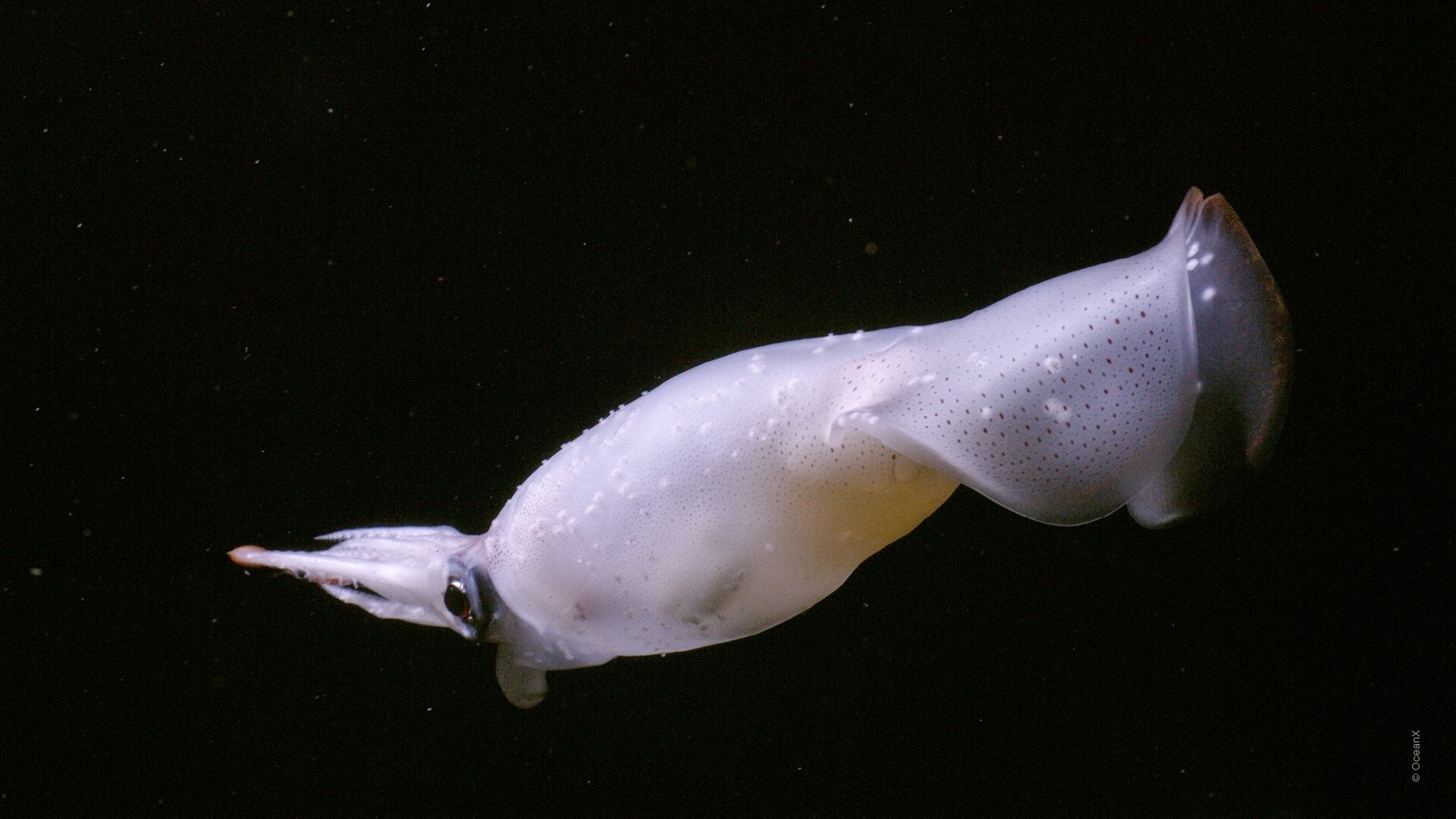 Into The Ocean(바다 속으로)