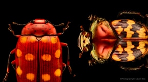 Insects: Microsculptures Magnified