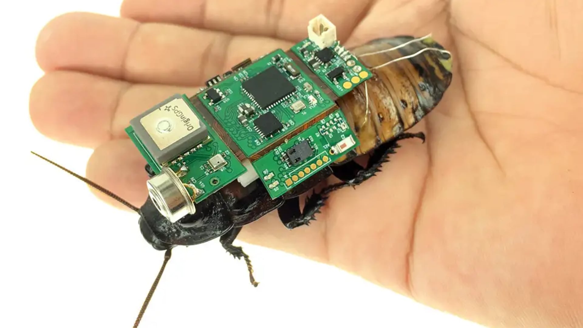 Scientific Sparks: Life-Saving Insects