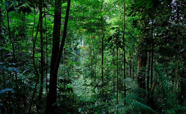 싱가포르 숲 사진