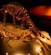 ArtScience Museum 공룡 태동에서 멸종까지 전시