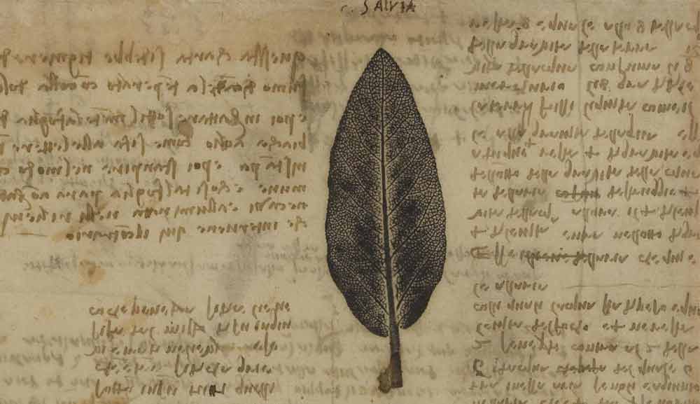 샐비어 잎, 1508—10년, F.197 왼쪽 페이지, 레오나르도 다빈치, 코덱스 아틀란티쿠스