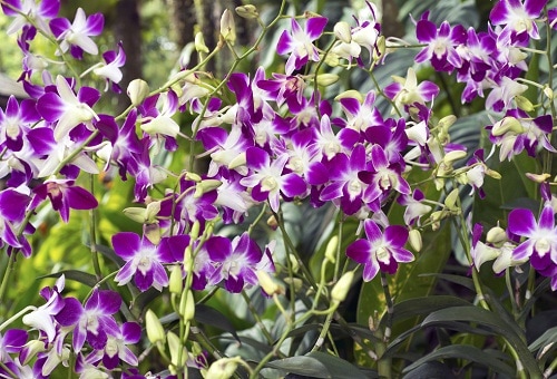 Singapore's famous Orchids